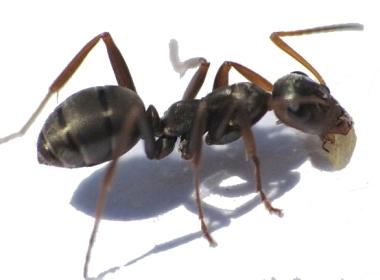 Sitede hızlı ve sonsuza dek bahçe karıncalarından nasıl kurtulabilirsiniz?